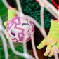 Puma Fussball PUMA Orbita Match Premier League Brilliance (FIFA Quality) 084704-01 5 Puma White-Multicolor | 5
