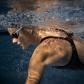 Arena Damen Badeanzug POWERSKIN IMPULSO OB 008603 